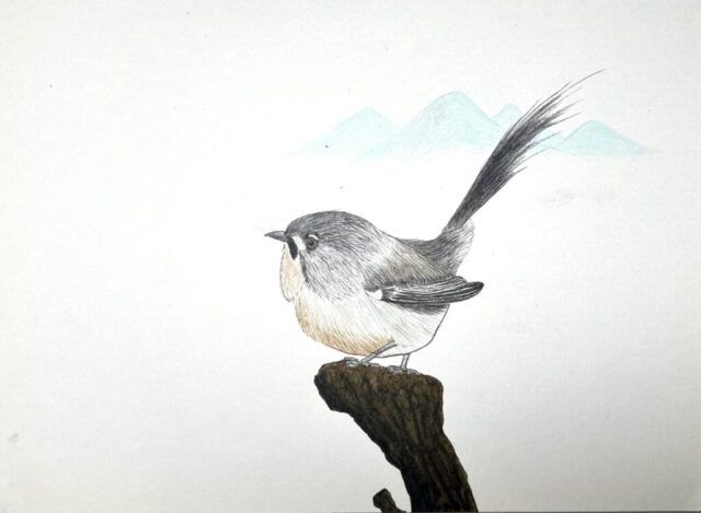 Wrentit Portrait, Medium: watercolor pen and colored pencil on paper