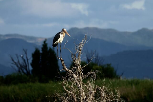 “the Standing Adjutant”, Lesser Adjutant at Yunnan, China, Jul 9, 2024