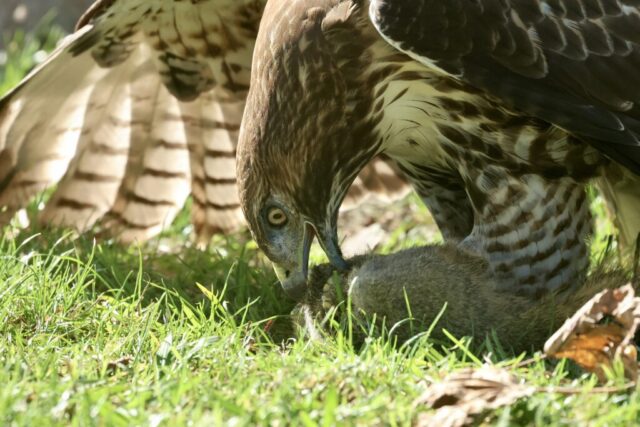 “the Feasting Hawk”, Red-tailed Hawk, taken at Sepulveda Basin—East of Woodley Ave, Van Nuys, CA, Sep 29, 2024