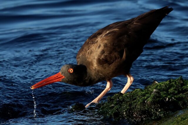 “the Drinking Oystercatcher”, Black Oystercatcher, taken at Ballona Creek, Playa Del Rey, California, Aug 10, 2024