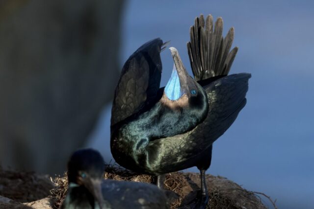 “the Stretching Cormorant”, Brandt's Cormorant, taken at Point La Jolla, San Diego, California, Nov 10, 2024