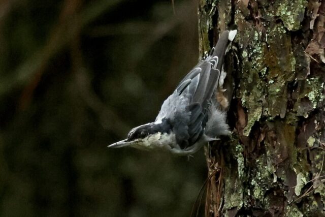 “the Climbing Nuthatch”, Giant Nuthatch, taken at Yunnan, China, Jul 6, 2024