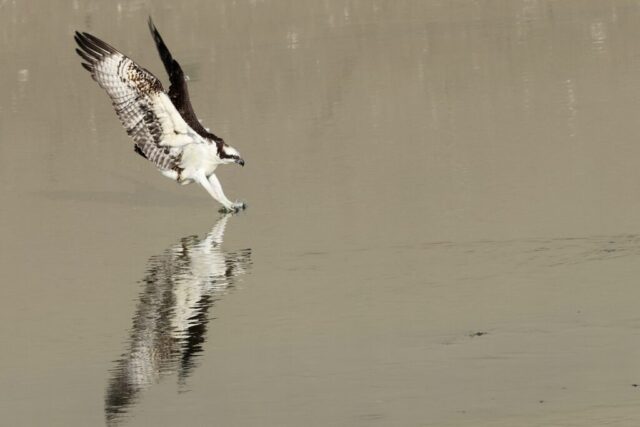 “the Fishing Osprey”, Osprey, taken at Los Angeles River--Willow St., Long Beach, CA, Aug 15, 2024