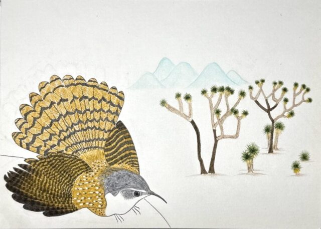 Wren of the Joshua Tree National Park, Medium: watercolor pen and colored pencil on paper