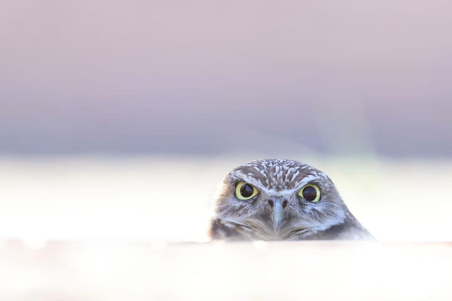 Burrowing Owl