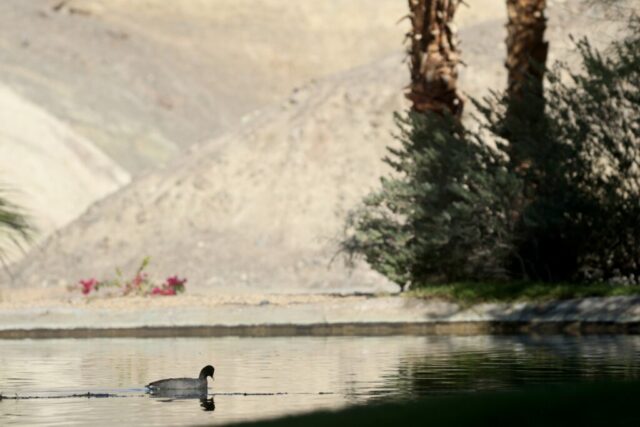an American Coot swimming in the pond among the desert, Death Valley, CA