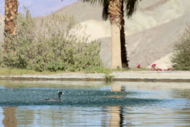 an American Coot swimming in the pond among the desert, Death Valley, CA