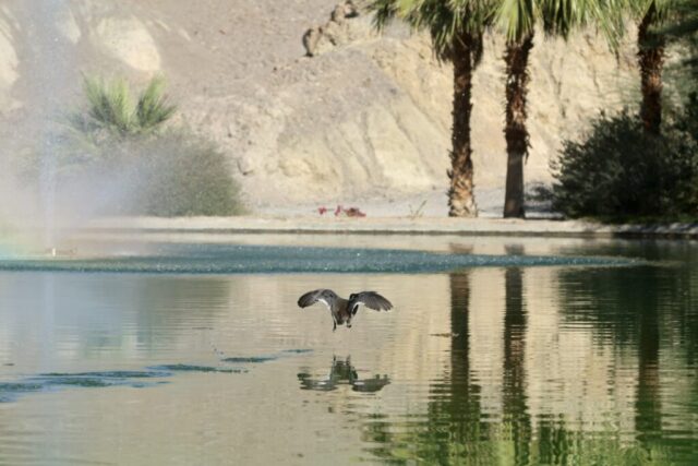 an American Coot flying in the pond among the desert, Death Valley, CA