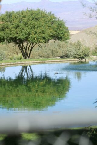 an American Coot swimming in the pond among the desert, Death Valley, CA