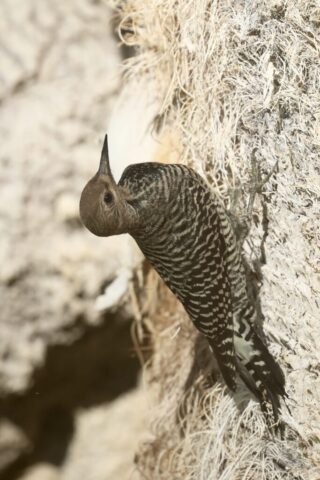 a Williamson's Sapsucker found at the Oasis at Death Valley, CA