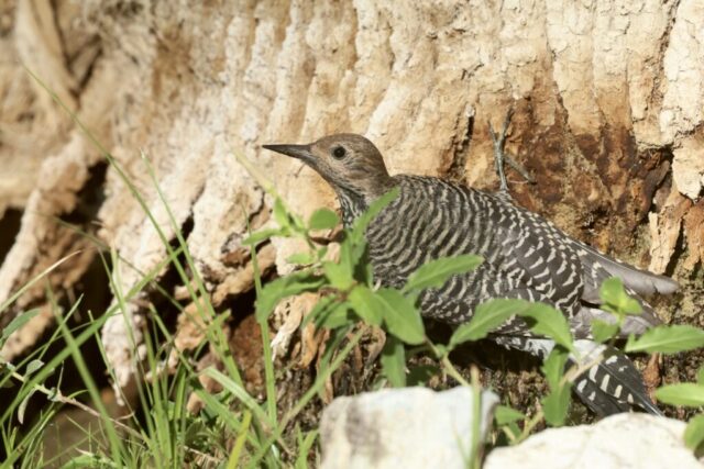 a Williamson's Sapsucker found at the Oasis at Death Valley, CA