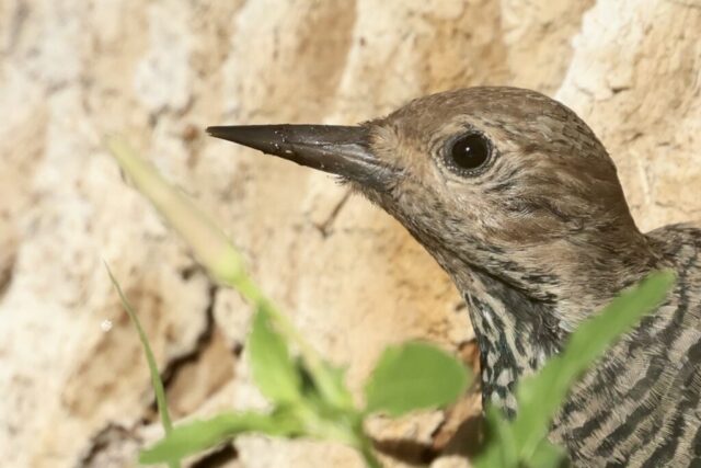 a Williamson's Sapsucker found at the Oasis at Death Valley, CA