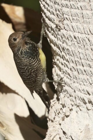 a Williamson's Sapsucker found at the Oasis at Death Valley, CA