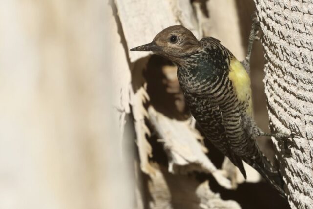 a Williamson's Sapsucker found at the Oasis at Death Valley, CA