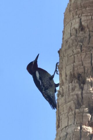 Red-headed Woodpecker, Death Valley, CA