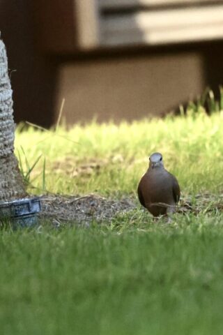 Ruddy Ground Dove, Death Valley, CA