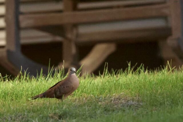 Ruddy Ground Dove, Death Valley, CA