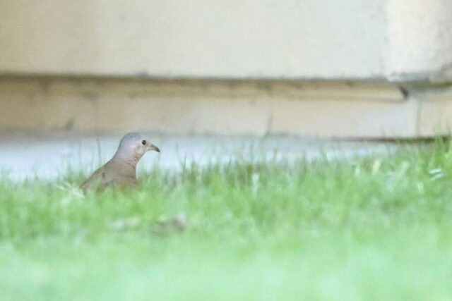 Ruddy Ground Dove, Death Valley, CA