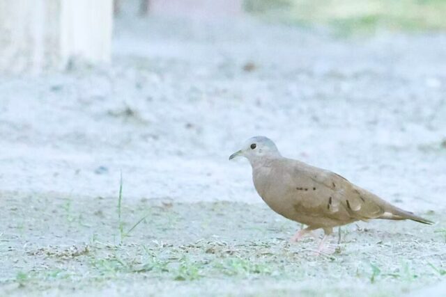Ruddy Ground Dove, Death Valley, CA