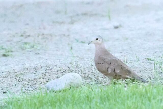 Ruddy Ground Dove, Death Valley, CA