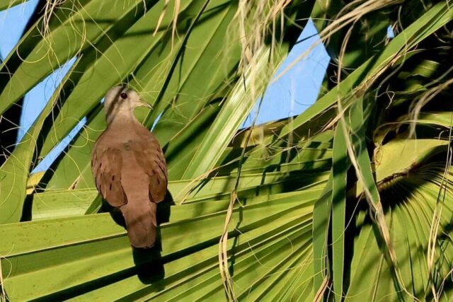 Ruddy Ground Dove, Death Valley, CA