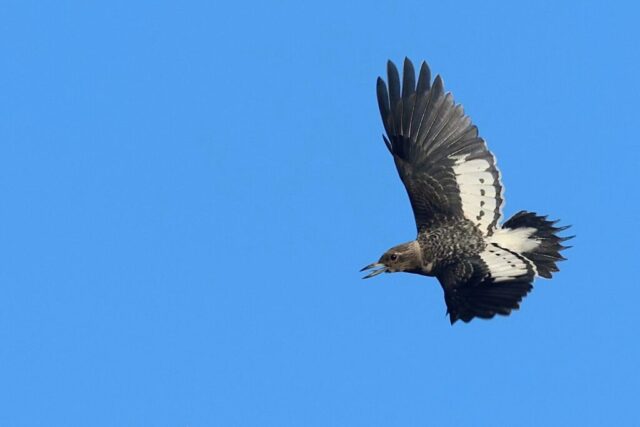 Red-headed Woodpecker, Death Valley, CA