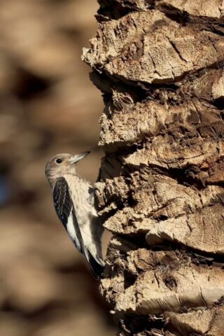 Red-headed Woodpecker, Death Valley, CA