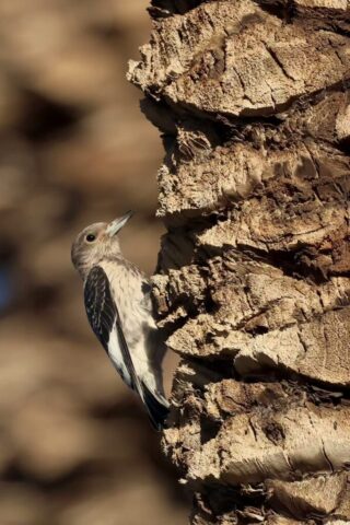 Red-headed Woodpecker, Death Valley, CA