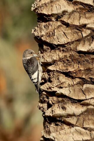 Red-headed Woodpecker, Death Valley, CA
