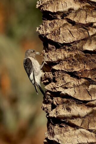 Red-headed Woodpecker, Death Valley, CA