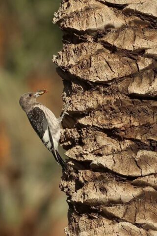 Red-headed Woodpecker, Death Valley, CA