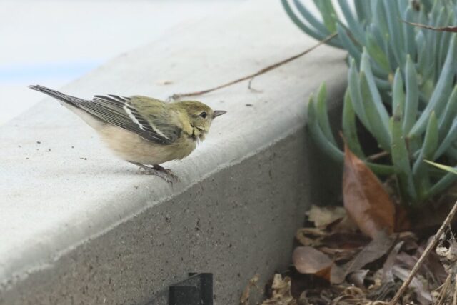 Bay-breasted Warbler, taken at El Segundo, CA