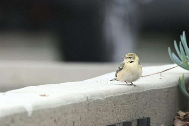 Bay-breasted Warbler, taken at El Segundo, CA