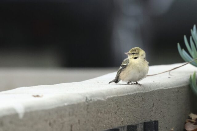 Bay-breasted Warbler, taken at El Segundo, CA