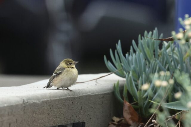 Bay-breasted Warbler, taken at El Segundo, CA