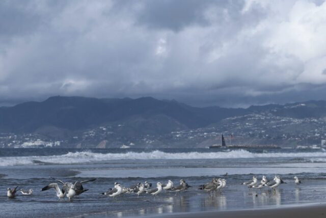 Three Short-billed Gulls among a flock of western gulls, Dockweiler State Beach, CA