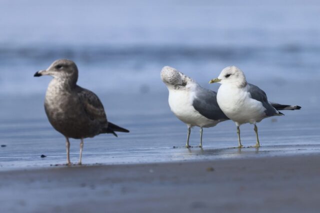 Two Short-billed Gulls , Dockweiler State Beach, CA