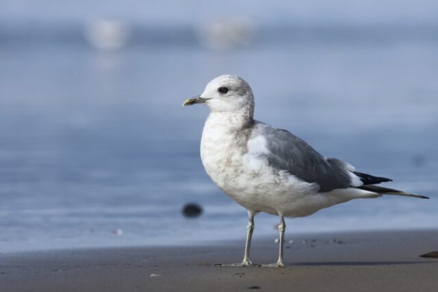 a Short-billed Gull, Dockweiler State Beach, CA