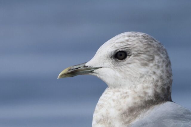 a Short-billed Gull, Dockweiler State Beach, CA