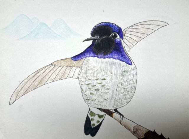 Costa’s Hummingbird Preparing to Fly, Medium: watercolor pen and colored pencil on paper