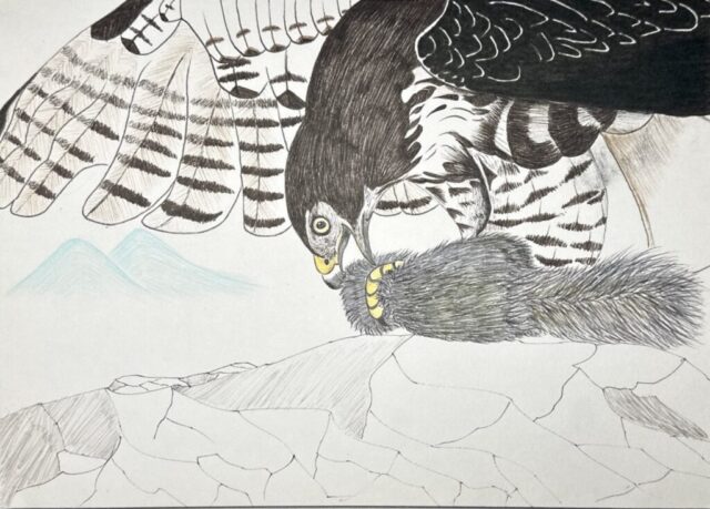 the Feasting Hawk, Medium: watercolor pen and colored pencil on paper