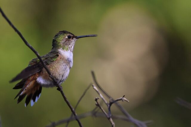 Allen's Hummingbird, note the thinner outer tail feathers and zero notching on R2.