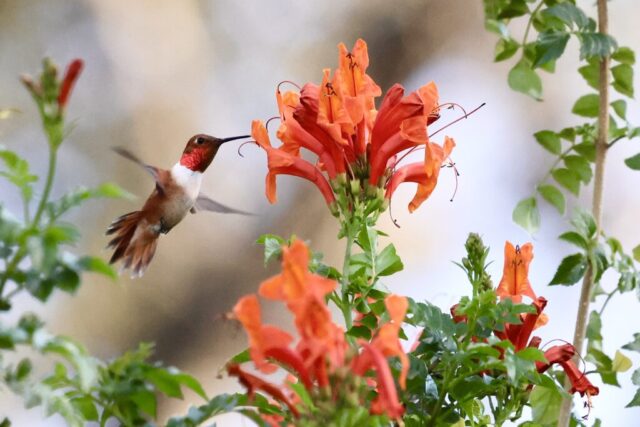 Rufous Hummingbird, note the notched R2.