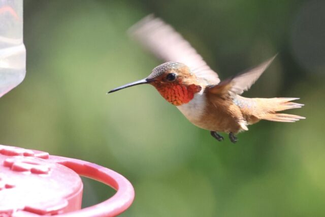 Allen's Hummingbird, note there are no notching on R2.