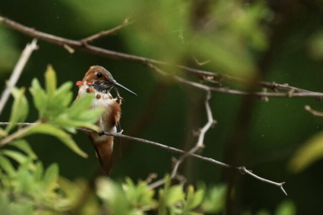 Rufous Hummingbird, but not identifiable just by this photo.