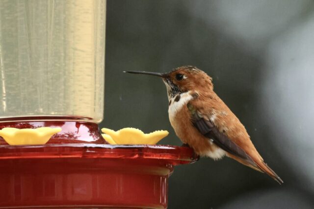 Rufous Hummingbird, note the pure orange back.