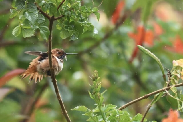 Rufous Hummingbird, note the notched R2 and pure orange back.