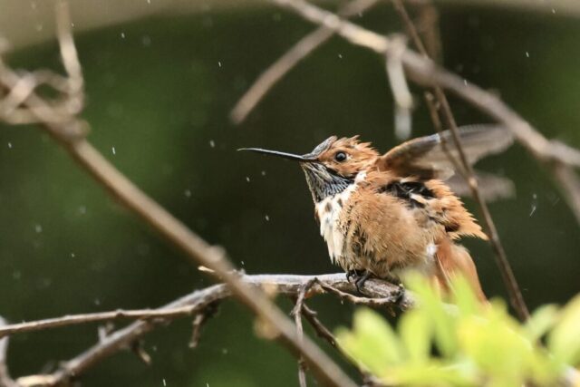 Rufous Hummingbird, note the pure orange back.