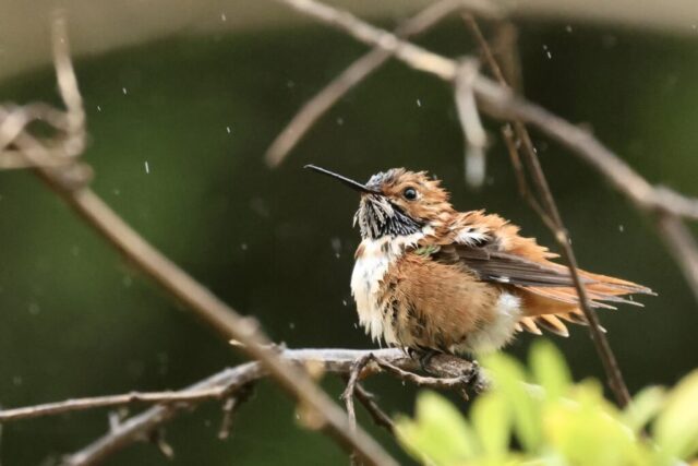 Rufous Hummingbird, note the notched R2 and pure orange back.