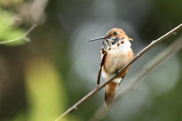 Rufous Hummingbird, but not identifiable just by this photo.